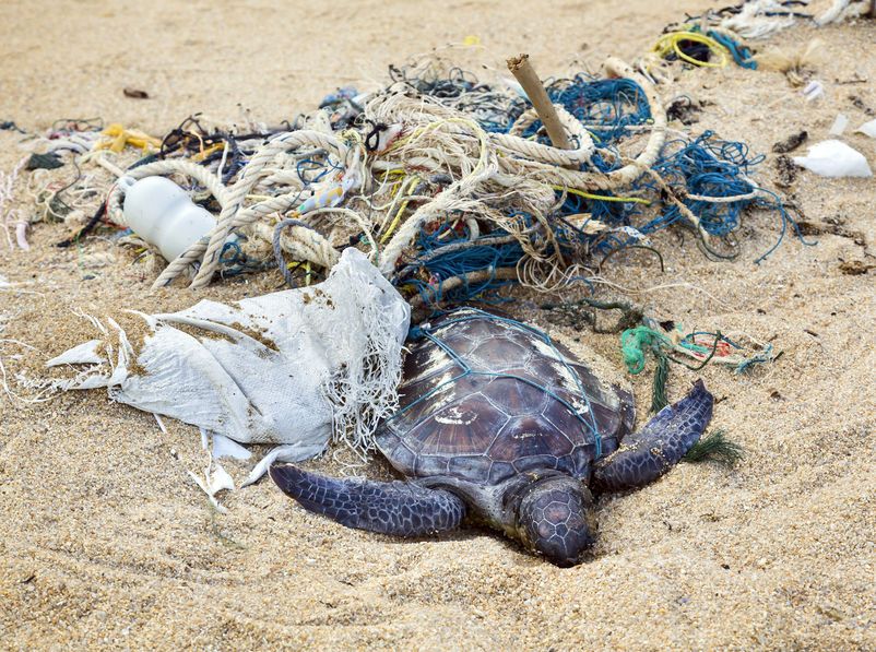 Schildkröte hängt in einem Haufen Müll am Strand fest